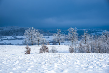 Snow trees in the winter