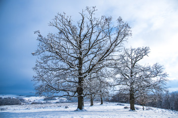 Fototapeta na wymiar Snow trees in the winter