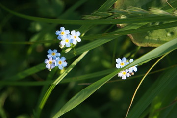 Home Garden Flowers