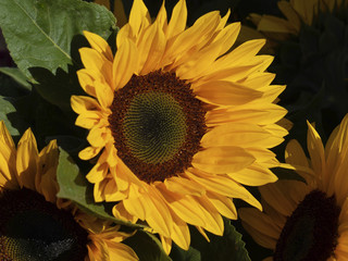Closeup of a single sunflower on a dark background