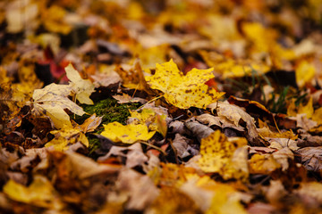 A bed of fall leaves in the middle of the woods