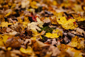 A bed of fall leaves in the middle of the woods