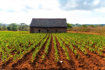 Farm Crops