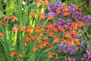 Orange and purple flowers