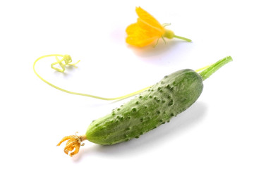 Fresh cucumber with flower from the garden