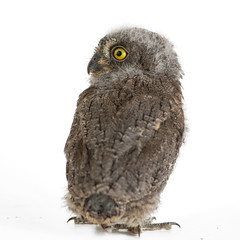 European scops owl (Otus scops) isolated on white background