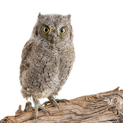 European scops owl (Otus scops) sitting on a stick on white background