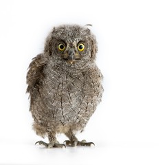 European scops owl (Otus scops) isolated on white background
