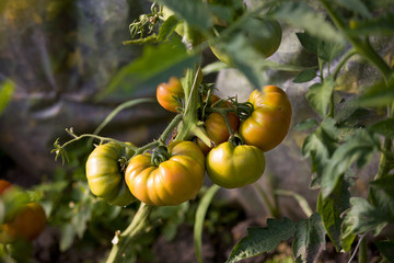 Fresh natural organic tomatoes