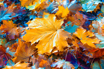 Colorful autumn leaves, autumn natural background