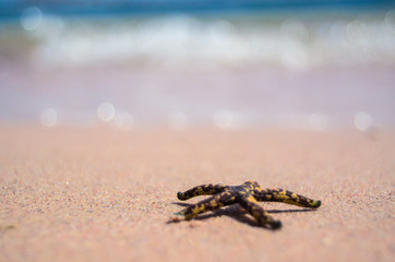 Starfish on the beach at Ras Mohamed - Sanai