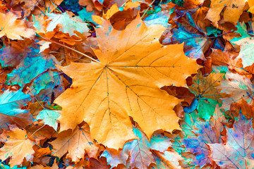 Colorful autumn leaves, autumn natural background