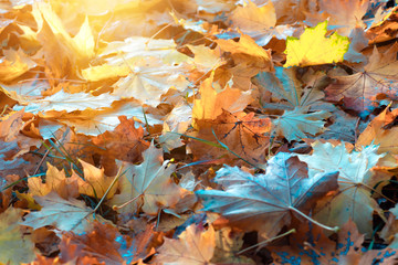 Colorful autumn leaves, autumn natural background