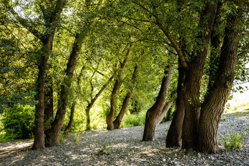 Obraz premium Planzen - Wilde Natur