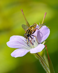 Flower fly (Syrphidae) gathering nectar from a meadow flower