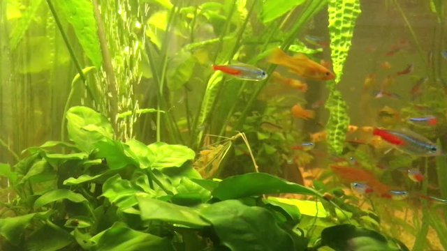 Welse, Neons, Skalar, Aquarium, Plattys