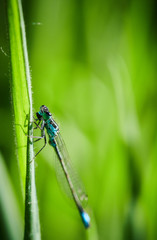 Libellule Bleue