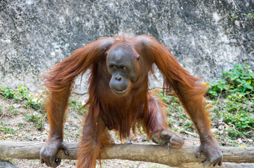 Naklejka premium View of orangutan