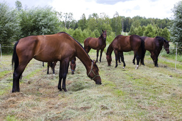 Obraz premium Five horses graze in a clearing near the forest