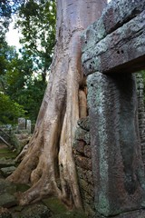 Ruine Inka Maya Bäume Tempel