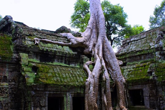 Ruine Inka Maya B&auml;ume Tempel