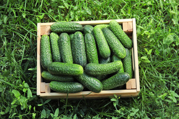Wooden crate with ripe fresh cucumbers on green grass, top view