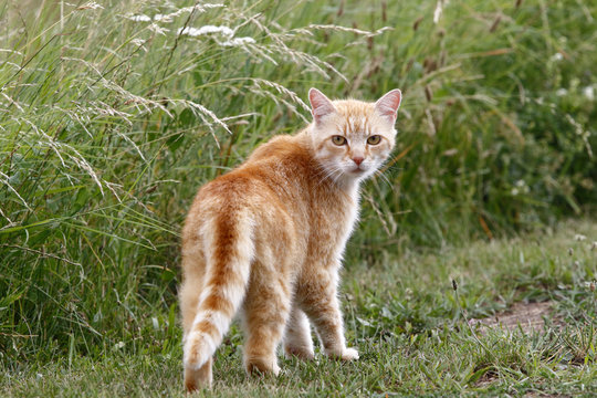 Hauskatze beim Streunen