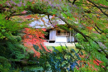 Japan Haus Herbst