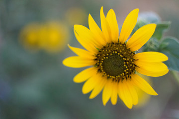 Closeup of Sunflower