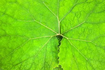 Naklejka na ściany i meble Texture of green leaf of Petasites albus (white butterbur).