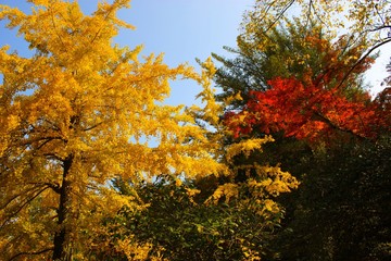 Japan Herbst Färbung Ahorn Ginko