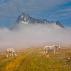 white horse graze in a mist on a snowbound rock background