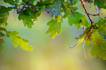 closeup green oak tree branch in a forest