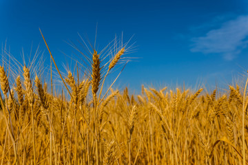 Obraz premium summer golden wheat field on a blue sky background