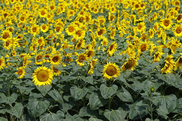 Sonnenblumen-Feld, Vollblüte