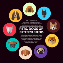 Obraz premium Dogs heads of different breeds.