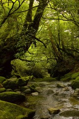 Wald Hintergrund unheimlich Fluss Bach mystisch
