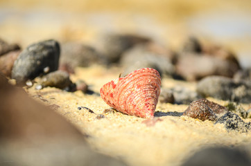 Hide inside Seashell surrounded by rocks on the beach at Nabq