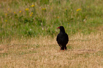 Chough Portrait (Pyrrhocorax pyrrhocorax) on Pembrokshire coastline