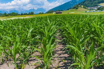 Maisfeld im Stubaital