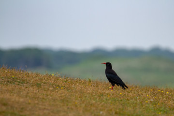 Chough Portrait (Pyrrhocorax pyrrhocorax) on Pembrokshire coastline