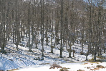 snowy mountainous forest in winter