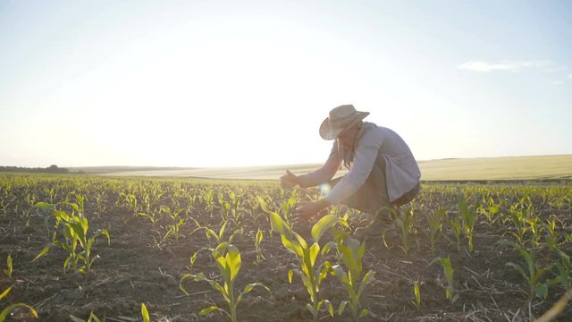 Glamorous farmer checks maize harvest in a field. 4K