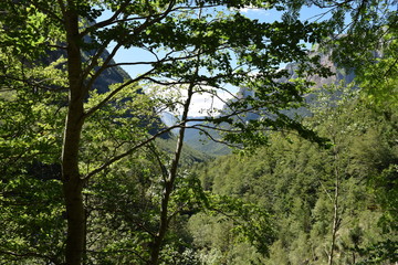 mountain landscape through the forest