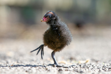 Juvenile Moorhen (Gallinula chloropus) in summer sunshine