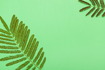 view from above on the branches of a palm tree on a green background, minimalism, greens in the form of a frame with space for text. flat lay