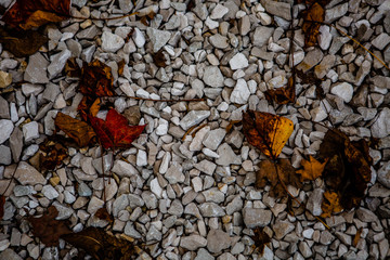 Fall leaves on a gravel trail in the woods 