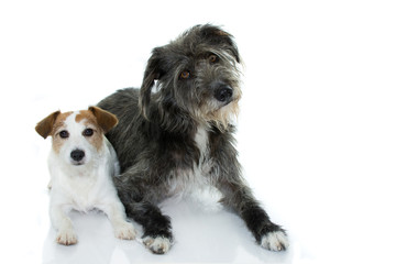 Fototapeta na wymiar CUTE COUPLE OF WHITE AND BLACK DOGS LYING DOWN ISOLATED ON WHITE BACKGROUND. STUDIO SHOT. COPY SPACE.