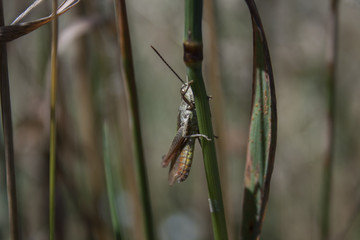 Grasshopper sitting on a grass stalk