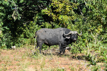 Fototapeta premium Afrikanischer Büffel